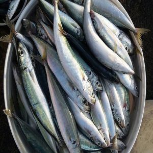 raw fresh whole galunggong